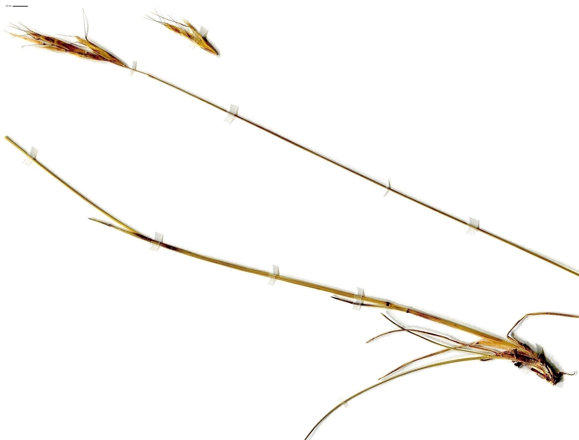 Helictochloa pratensis subsp. pratensis (Poaceae)